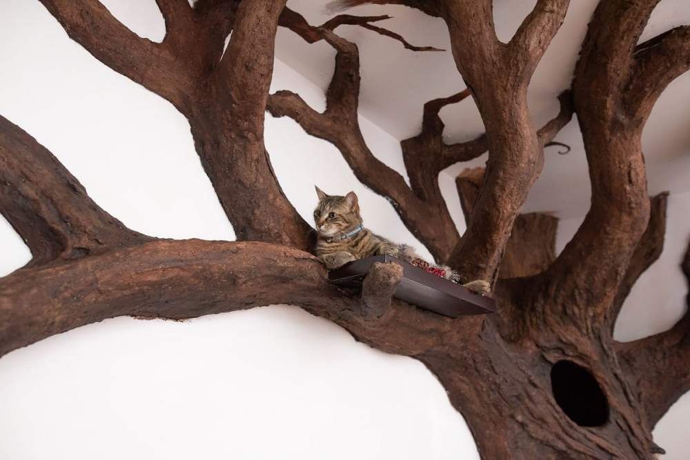 albero del gatto