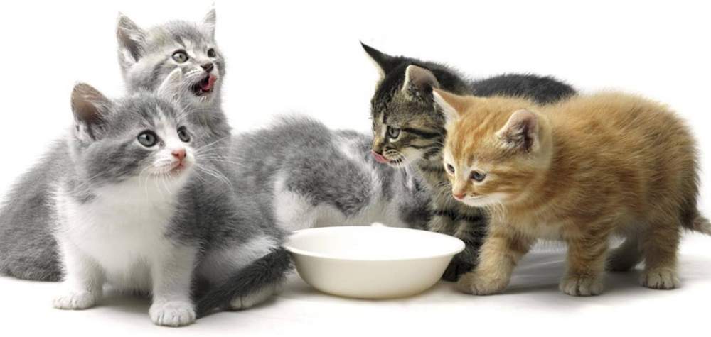 cibo per gatti 