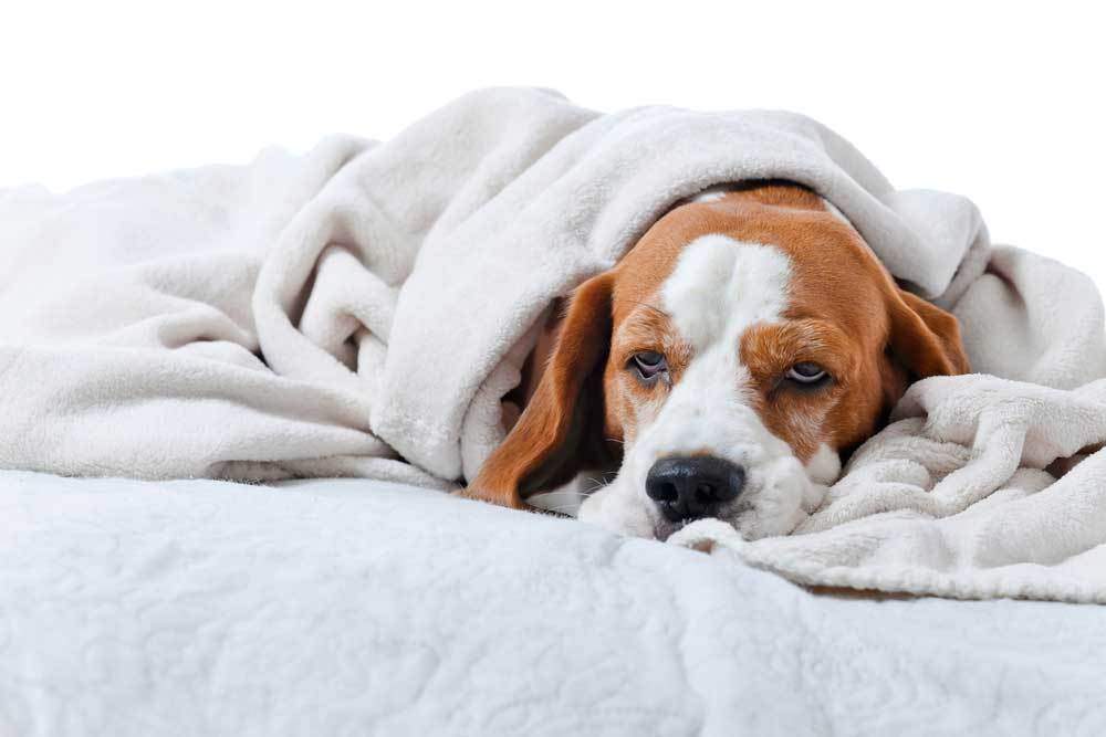 Temperatura del cane: cosa fare in caso di febbre?  1