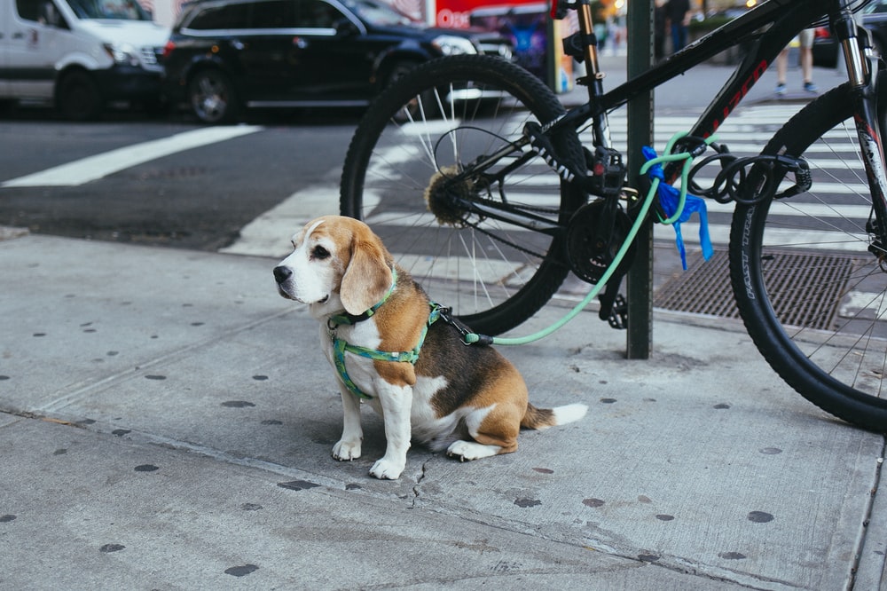 Il cane Beagle legato a una bicicletta sta aspettando il suo proprietario