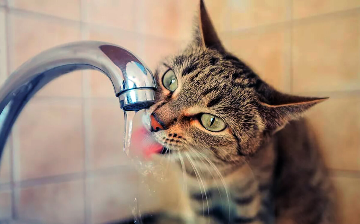 gatto che beve molta acqua 