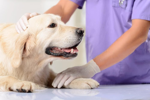 Visita il veterinario per l'ansia da separazione del cane