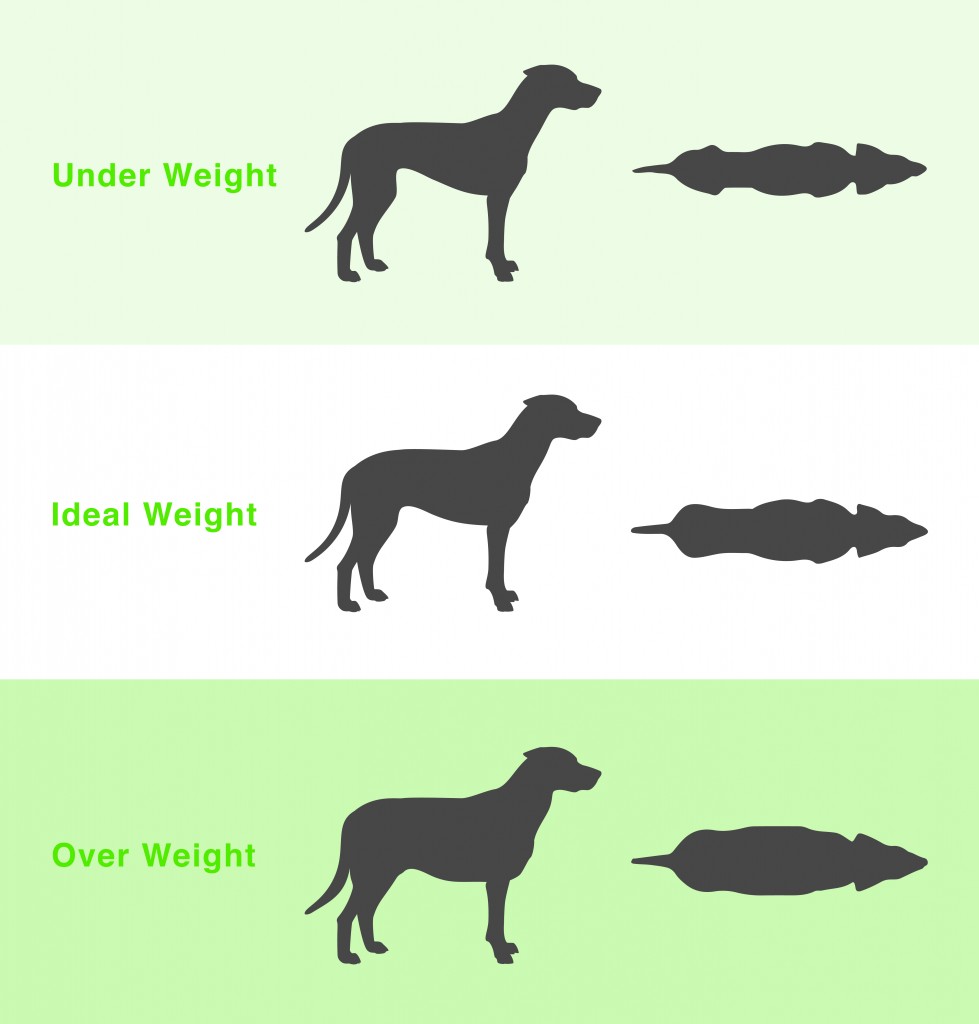Tabella del peso del cane