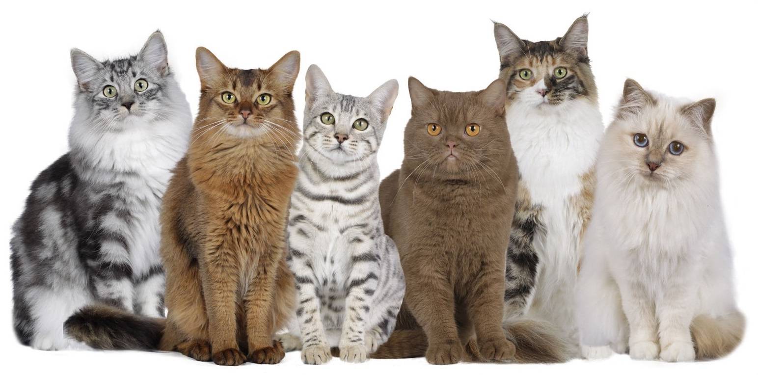 Ottenere un gatto: quali tratti caratteriali ti si addice meglio?
