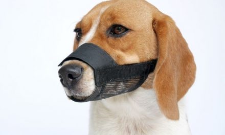 Sock Muzzles – una tranquilla crudeltà